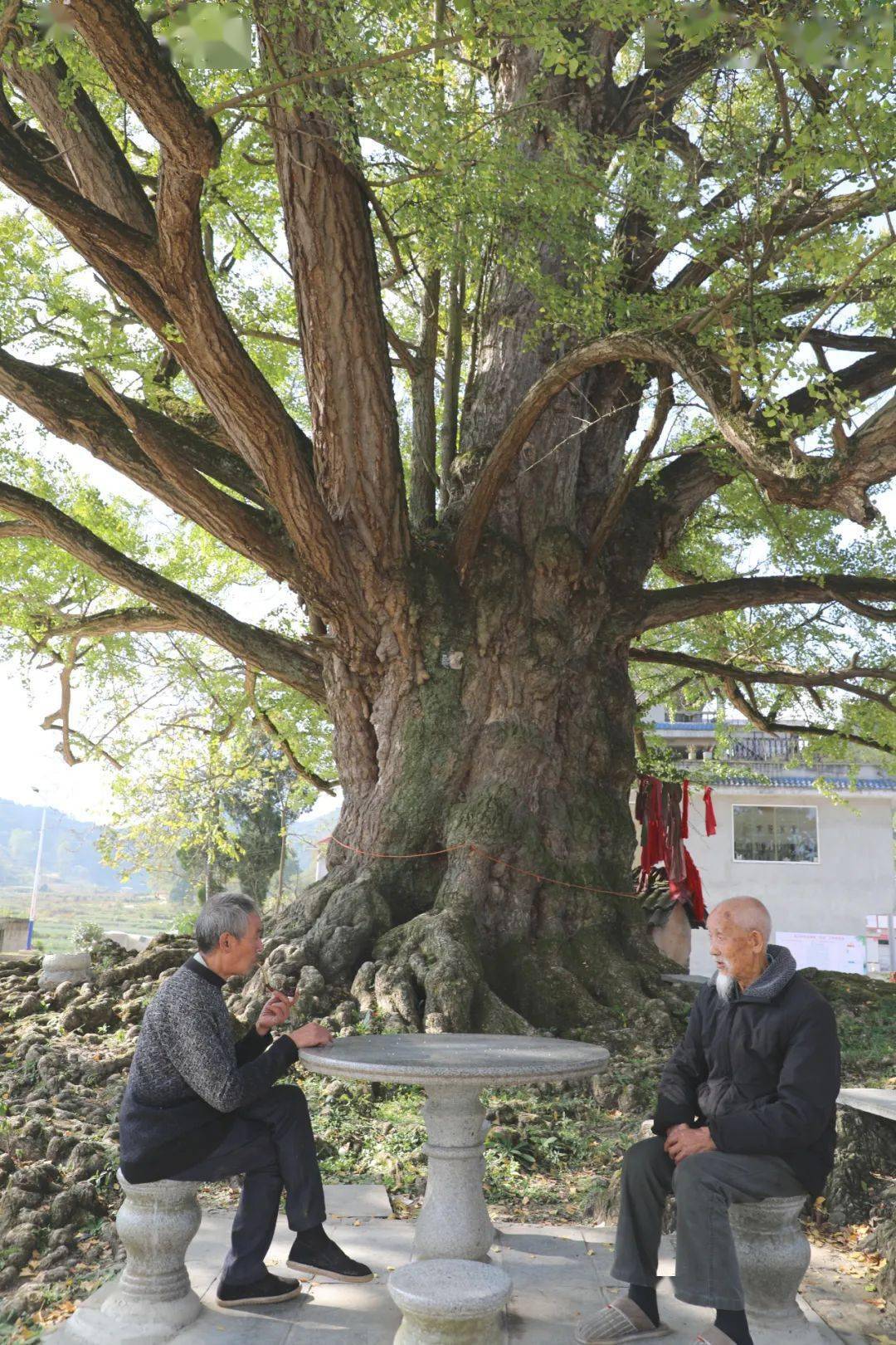 人队员成天在同一条墙上盖满五面神往敏